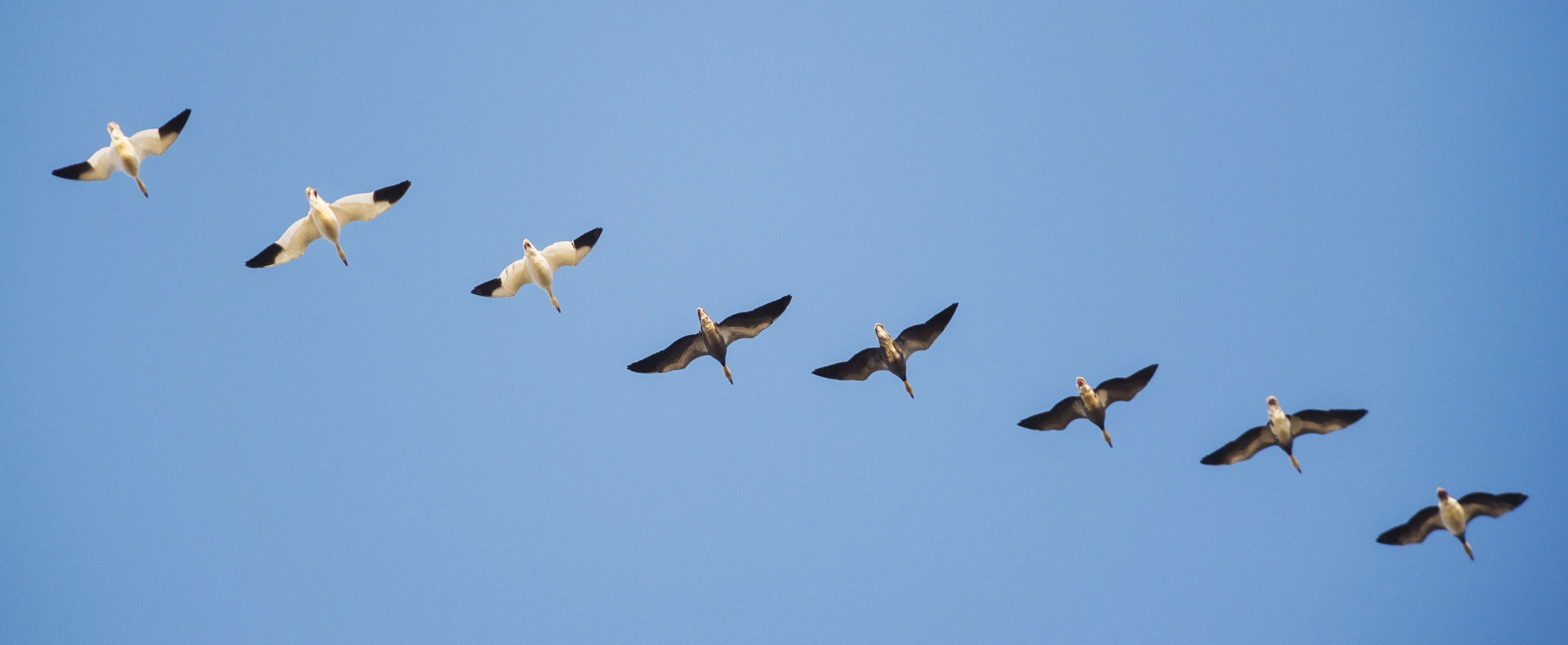 ACA.birdcount16.010619